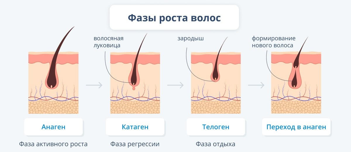 Фазы роста волос картинка